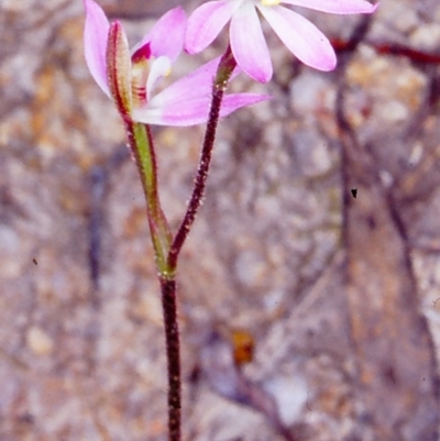 Caladenia carnea (Pink Fingers) at Tidbinbilla Nature Reserve - 21 Oct 2002 by BettyDonWood