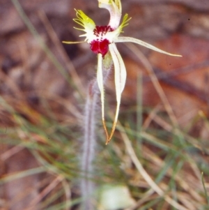 Caladenia parva at Tidbinbilla Nature Reserve - suppressed