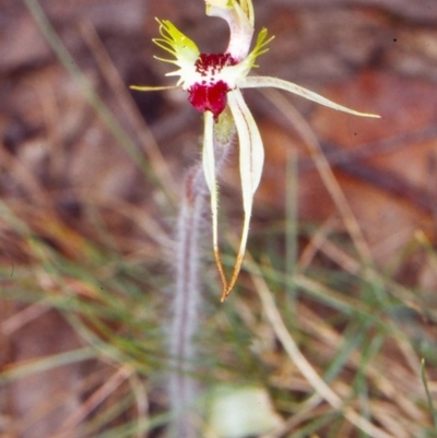Caladenia parva (Brown-clubbed Spider Orchid) at Tidbinbilla Nature Reserve - 27 Oct 2002 by BettyDonWood