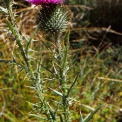 Cirsium vulgare (Spear Thistle) at Tidbinbilla Nature Reserve - 27 Jan 2004 by BettyDonWood