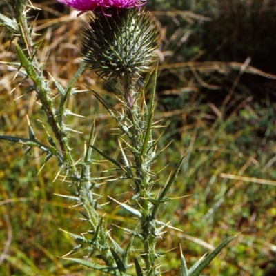 Cirsium vulgare (Spear Thistle) at Tidbinbilla Nature Reserve - 28 Jan 2004 by BettyDonWood