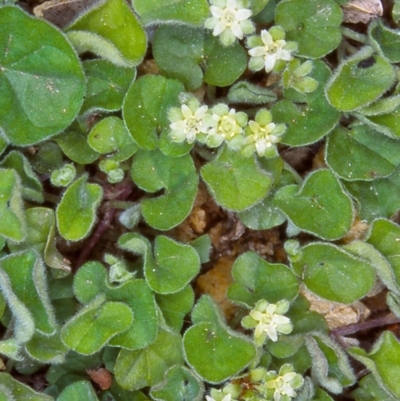 Dichondra repens (Kidney Weed) at Tidbinbilla Nature Reserve - 3 Nov 2004 by BettyDonWood