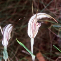 Diplodium coccinum (Scarlet Greenhood) at Tidbinbilla Nature Reserve - 29 Mar 2002 by BettyDonWood