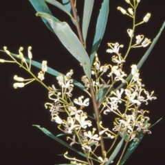 Lomatia myricoides (River Lomatia) at Tidbinbilla Nature Reserve - 28 Dec 2004 by BettyDonWood