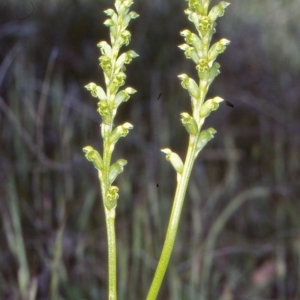 Microtis unifolia at Tidbinbilla Nature Reserve - 4 Nov 2004