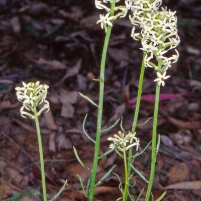 Stackhousia monogyna (Creamy Candles) at Tidbinbilla Nature Reserve - 21 Oct 2002 by BettyDonWood