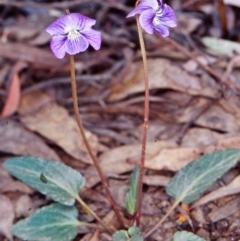 Viola betonicifolia (Mountain Violet) at Tidbinbilla Nature Reserve - 20 Oct 2002 by BettyDonWood