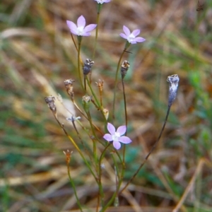 Wahlenbergia littoricola subsp. littoricola at Tidbinbilla Nature Reserve - 28 Jan 2004