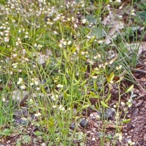 Erophila verna subsp. verna at Tidbinbilla Nature Reserve - 22 Sep 2004