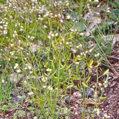 Erophila verna subsp. verna (Whitlow Grass) at Tidbinbilla Nature Reserve - 21 Sep 2004 by BettyDonWood