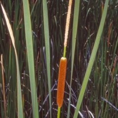 Typha orientalis (Broad-leaved Cumbumgi) at Tidbinbilla Nature Reserve - 11 Jan 2005 by BettyDonWood