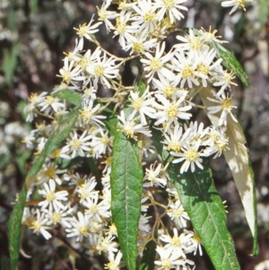 Olearia lirata at Tidbinbilla Nature Reserve - 21 Oct 2002