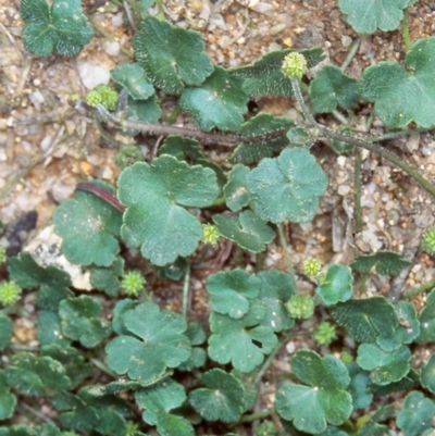 Hydrocotyle hirta (Hairy Pennywort) at Tidbinbilla Nature Reserve - 2 Dec 2004 by BettyDonWood