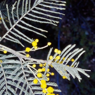 Acacia dealbata subsp. subalpina (Monaro Silver-wattle) at Tidbinbilla Nature Reserve - 9 Aug 2002 by BettyDonWood