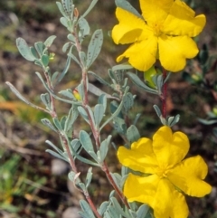 Hibbertia obtusifolia (Grey Guinea-flower) at Tidbinbilla Nature Reserve - 28 Mar 2002 by BettyDonWood