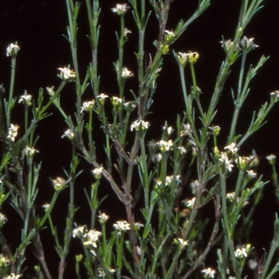 Asperula ambleia (Stiff Woodruff) at Pine Island to Point Hut - 3 Nov 2004 by BettyDonWood