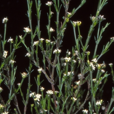 Asperula ambleia (Stiff Woodruff) at Pine Island to Point Hut - 2 Nov 2004 by BettyDonWood