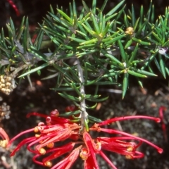 Grevillea juniperina subsp. fortis (Grevillea) at Pine Island to Point Hut - 3 Nov 2004 by BettyDonWood