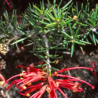 Grevillea juniperina subsp. fortis (Grevillea) at Pine Island to Point Hut - 3 Nov 2004 by BettyDonWood