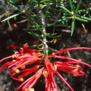 Grevillea juniperina subsp. fortis at Pine Island to Point Hut - 3 Nov 2004 12:00 AM