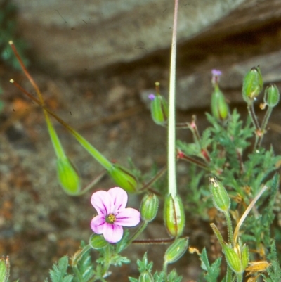 Erodium botrys (Long Storksbill) at Paddys River, ACT - 31 Oct 2004 by BettyDonWood