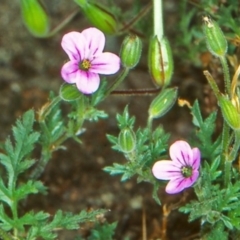 Erodium botrys at Paddys River, ACT - 1 Nov 2004