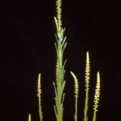 Reseda luteola (Weld) at Paddys River, ACT - 31 Oct 2004 by BettyDonWood