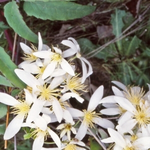 Clematis aristata at Namadgi National Park - 31 Oct 2004