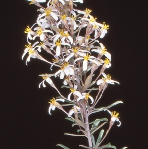 Olearia erubescens at Namadgi National Park - 31 Oct 2004