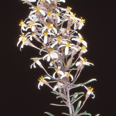 Olearia erubescens (Silky Daisybush) at Namadgi National Park - 30 Oct 2004 by BettyDonWood