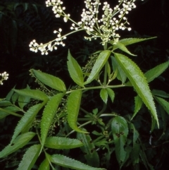 Sambucus gaudichaudiana (White Elder Berry) at Namadgi National Park - 10 Jan 2005 by BettyDonWood