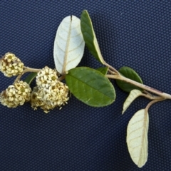 Pomaderris betulina subsp. actensis (Canberra Pomaderris) at Paddys River, ACT - 18 Oct 2012 by BettyDonWood