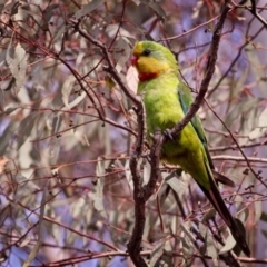 Polytelis swainsonii (Superb Parrot) at Amaroo, ACT - 15 Dec 2018 by GlennMcMellon