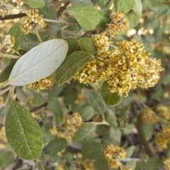 Pomaderris subcapitata at Paddys River, ACT - 18 Oct 2012 by BettyDonWood