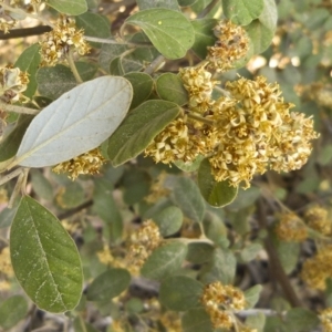 Pomaderris subcapitata at Paddys River, ACT - 18 Oct 2012