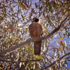 Falco longipennis (Australian Hobby) at Forde, ACT - 25 Nov 2018 by GlennMcMellon