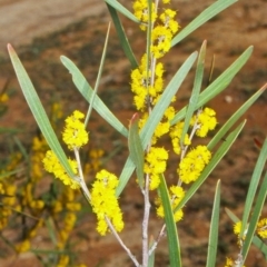 Acacia dawsonii (Dawson's Wattle) at Cuumbeun Nature Reserve - 12 Oct 2004 by BettyDonWood