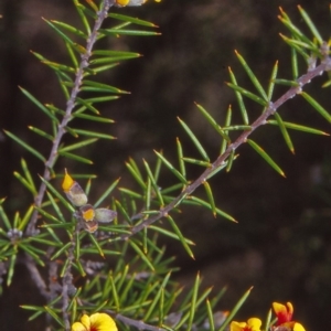 Dillwynia sieberi at Cuumbeun Nature Reserve - 13 Oct 2004