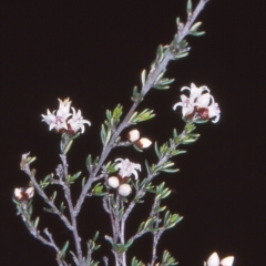 Cryptandra speciosa subsp. speciosa (Silky Cryptandra) at Wright Park and Old Sydney Road Reserve - 9 Nov 2004 by BettyDonWood