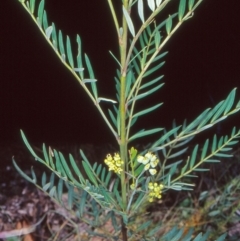 Polyscias sambucifolia subsp. Short leaflets (V.Stajsic 196) Vic. Herbarium (Elderberry Panax, Ornamental Ash, Elderberry Ash) at Lower Cotter Catchment - 8 Jan 2005 by BettyDonWood