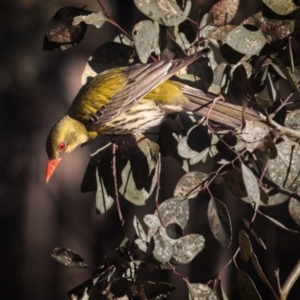 Oriolus sagittatus at Amaroo, ACT - 7 Oct 2018 07:47 AM