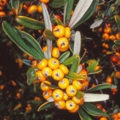 Pyracantha angustifolia (Firethorn, Orange Firethorn) at Cotter Reserve - 30 Apr 2002 by BettyDonWood