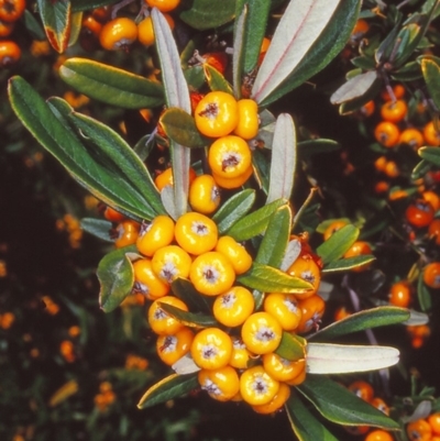 Pyracantha angustifolia (Firethorn, Orange Firethorn) at Cotter Reserve - 1 May 2002 by BettyDonWood
