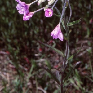 Epilobium pallidiflorum at Lower Cotter Catchment - 17 Nov 2004