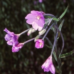 Epilobium pallidiflorum at Lower Cotter Catchment - 17 Nov 2004