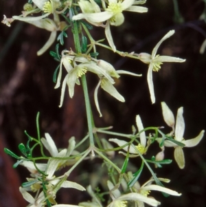 Clematis leptophylla at Cotter Reserve - 15 Sep 2002