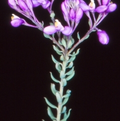 Comesperma ericinum (Heath Milkwort) at Bungendore, NSW - 19 Nov 2004 by BettyDonWood