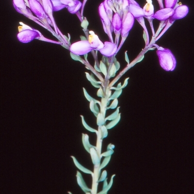 Comesperma ericinum (Heath Milkwort) at Bungendore, NSW - 19 Nov 2004 by BettyDonWood