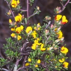 Pultenaea microphylla (Egg and Bacon Pea) at Bungendore, NSW - 13 Oct 2004 by BettyDonWood