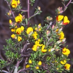 Pultenaea microphylla (Egg and Bacon Pea) at Bungendore, NSW - 14 Oct 2004 by BettyDonWood